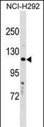 HPS5 Polyclonal Antibody
