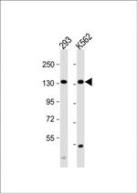 MCM9 Polyclonal Antibody