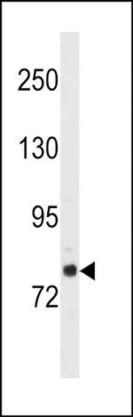 GOLGA6L2 Antibody in Western Blot (WB)