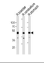 CBWD1 Polyclonal Antibody
