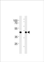 GPR68 Polyclonal Antibody