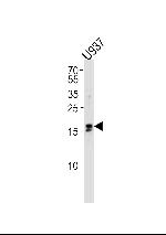 IQCF6 Polyclonal Antibody