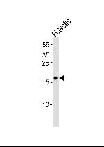 SPANXA1 Polyclonal Antibody
