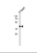TOMM40L Antibody in Western Blot (WB)