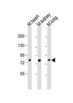 BRD7 Polyclonal Antibody