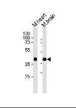 Sbk1 Polyclonal Antibody