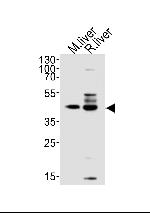 TRAPPC13 Antibody in Western Blot (WB)