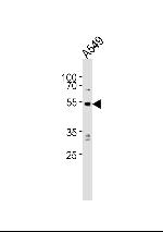 PPP2R2C Polyclonal Antibody