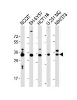 WDR82 Antibody in Western Blot (WB)