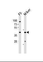 Ubtfl1 Polyclonal Antibody