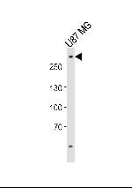 ABCA2 Polyclonal Antibody