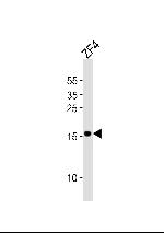FUNDC1 Polyclonal Antibody