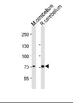 LEO1 Polyclonal Antibody