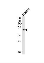 LIPI Polyclonal Antibody