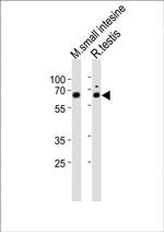 NR5A2 Polyclonal Antibody