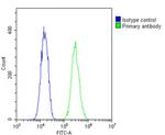 Nkx2.5 Antibody in Flow Cytometry (Flow)