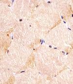 ITGA7 Antibody in Immunohistochemistry (Paraffin) (IHC (P))