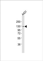 ITGA7 Antibody in Western Blot (WB)