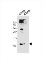 Hopx Polyclonal Antibody