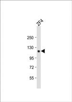 STIL Polyclonal Antibody