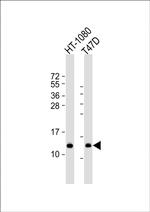 SPCS1 Polyclonal Antibody
