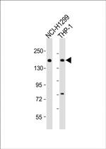 CaV2.1 Polyclonal Antibody