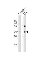 CLVS2 Polyclonal Antibody