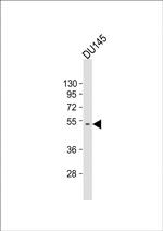 CRIPAK Polyclonal Antibody
