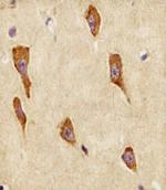 Gng12 Polyclonal Antibody