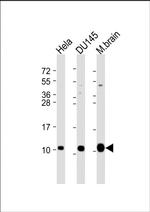 Gng12 Antibody in Western Blot (WB)