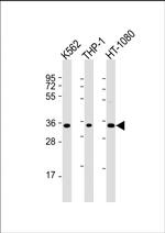 TMEM158 Polyclonal Antibody