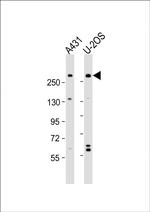 NBAS Polyclonal Antibody