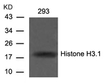 Histone H3 Antibody in Western Blot (WB)