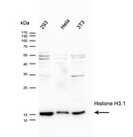 Histone H3 Antibody in Western Blot (WB)