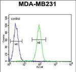 Fascin-3 Antibody in Flow Cytometry (Flow)