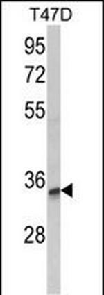TSPAN12 Antibody in Western Blot (WB)