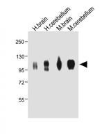 MAG Polyclonal Antibody