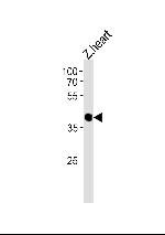 CCDC89 Antibody in Western Blot (WB)