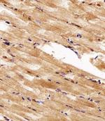 HSP90 alpha Polyclonal Antibody