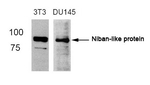 Niban-like protein Antibody in Western Blot (WB)