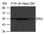 ERG Antibody in Western Blot (WB)