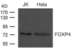 FOXP4 Polyclonal Antibody