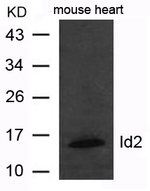 ID2 Polyclonal Antibody