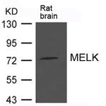 MELK Polyclonal Antibody