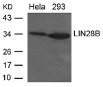 LIN28B Antibody in Western Blot (WB)
