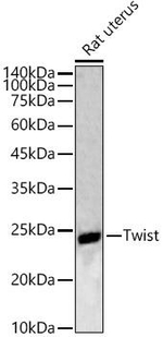 TWIST1 Antibody in Western Blot (WB)
