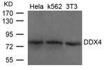 DDX4 Polyclonal Antibody
