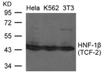 TCF2 Polyclonal Antibody