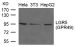 LGR5 Polyclonal Antibody