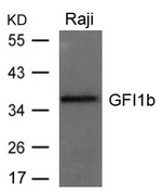 GFI1B Polyclonal Antibody
